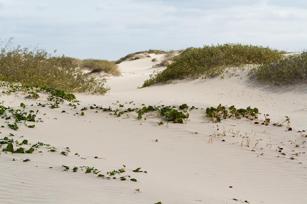 Dune costiere di South Padre Island, TX.