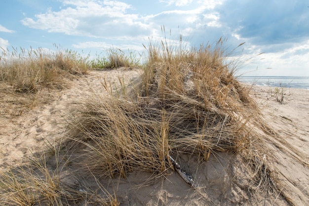 Dune del mar baltico con sabbia ed erba carnikava lettonia