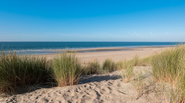 Dune di sabbia con vista sull'oceano a Renesse Holland