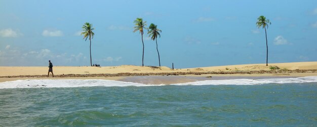 Dune di sabbia e mare delle palme ad Alagoas Brasile