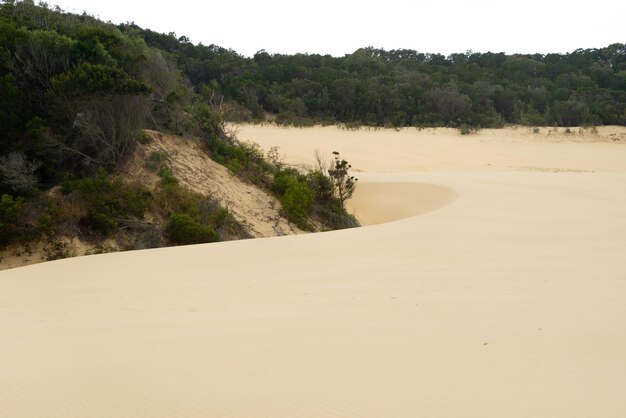 Dune di sabbia e paesaggio della vegetazione