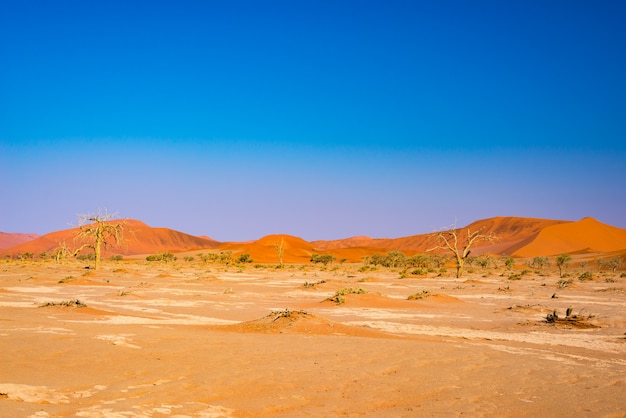 Dune di sabbia nel deserto del Namib all'alba, roadtrip nel meraviglioso Namib Naukluft National Park.