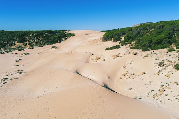 Dune sabbiose e foresta di pini Playa Bolonia Duna de Bolonia Spagna