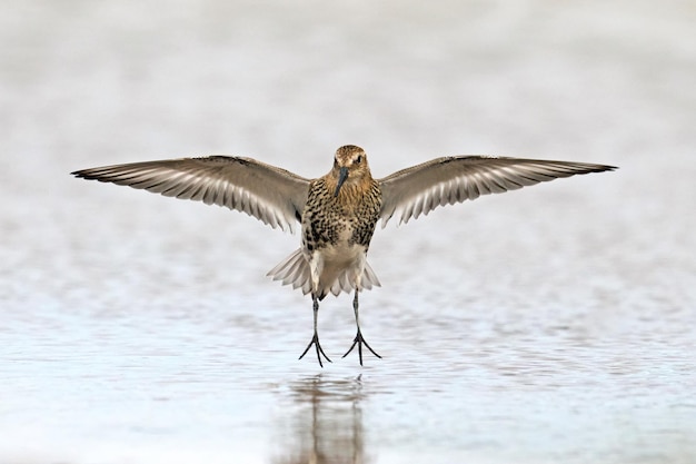 Dunlin Calidris alpina