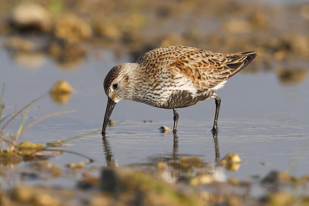 Dunlin Calidris alpina