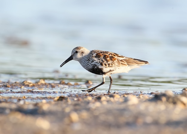 Dunlin con anelli