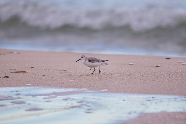 Dunlin in spiaggia Saler