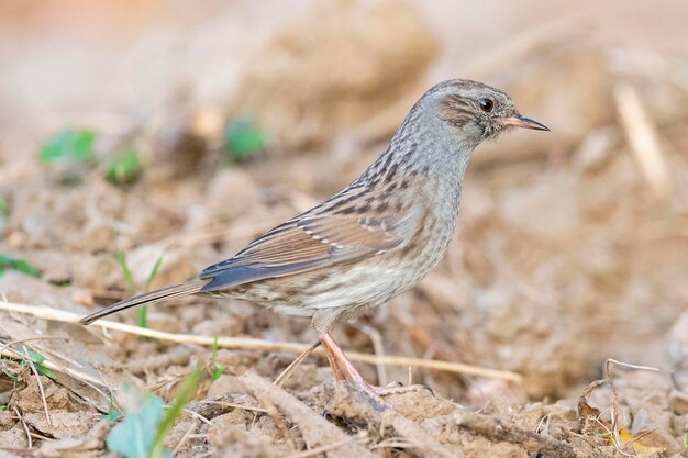 Dunnock Prunella modularis Malaga Spagna uccello