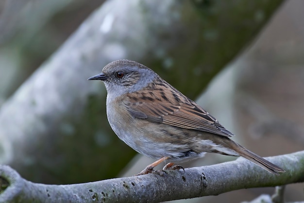 Dunnock (Prunella modularis)