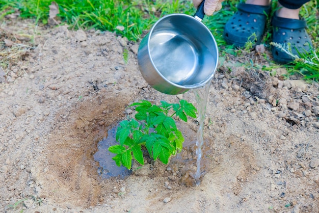 Durante la semina, le piantine di pomodoro devono essere annaffiate