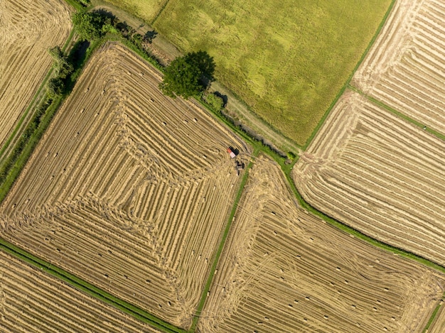 Durante la stagione del raccolto al di sopra di una bella risaia Bel campo coltivato agricolo fotografato dall'alto Thailandia Ratchaburi