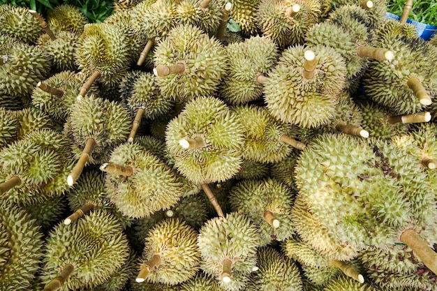 Durian è il punto in cui i giardinieri hanno tagliato l&#39;albero prima di essere smistato e poi venduto.