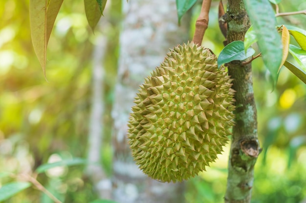 Durian fresco appeso a un albero sullo sfondo del giardino re della frutta Thailandia Famoso cibo del sud-est e asiatico Concetto di frutta tropicale esotica