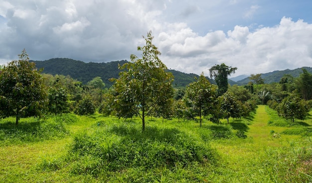 Durian giardino coltivato nelle migliori zone del sud della Thailandia