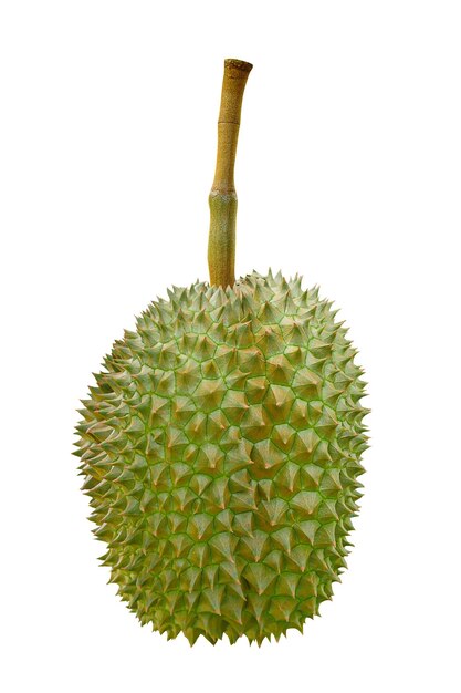 Durian isolato su sfondo bianco xA