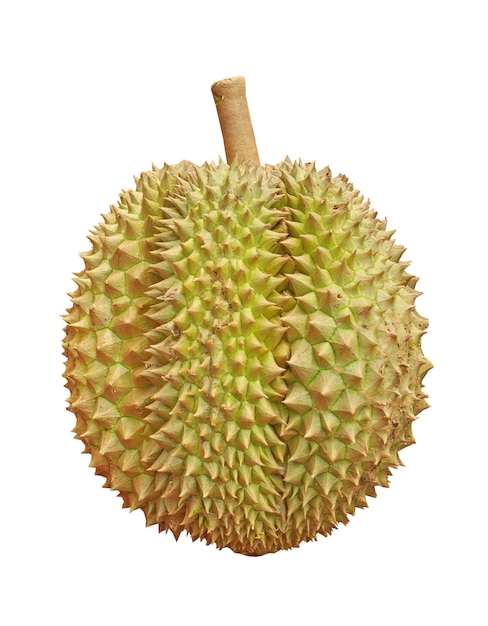 Durian isolato su sfondo bianco