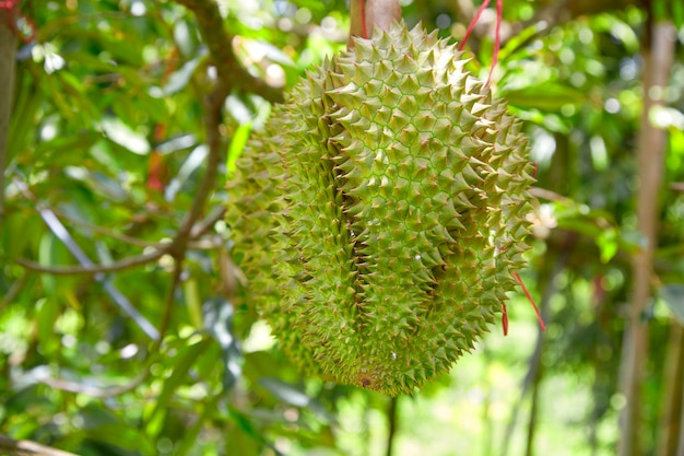 Durian sull&#39;albero in giardino