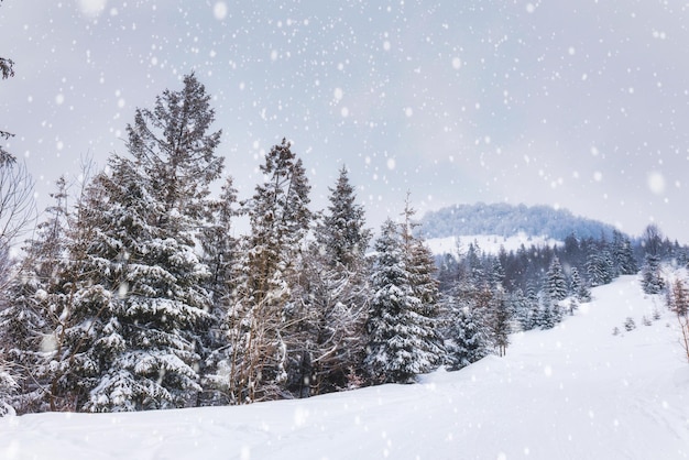 Duro paesaggio invernale bellissimi abeti innevati si ergono contro una nebbiosa zona montuosa in una fredda giornata invernale. Il concetto di natura fredda del nord. Copyspace