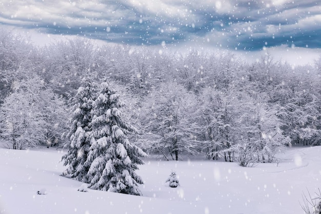 Duro paesaggio invernale bellissimi abeti innevati si ergono contro una nebbiosa zona montuosa in una fredda giornata invernale. Il concetto di natura fredda del nord. Copyspace