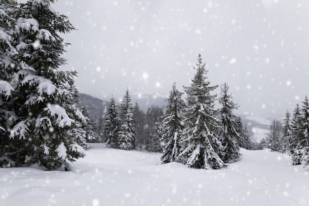 Duro paesaggio invernale bellissimi abeti innevati