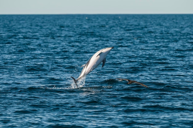 Dusky delfino che salta nella provincia di Chubut Patagonia Argentina