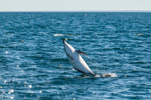 Dusky Dolphin jumping Penisola ValdesPatagoniaArgentina