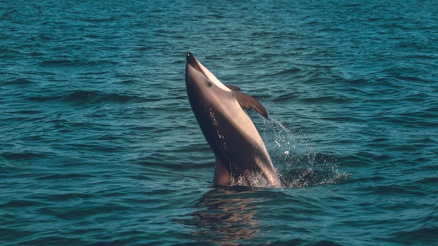 Dusky Dolphin jumping Penisola ValdesPatagoniaArgentina