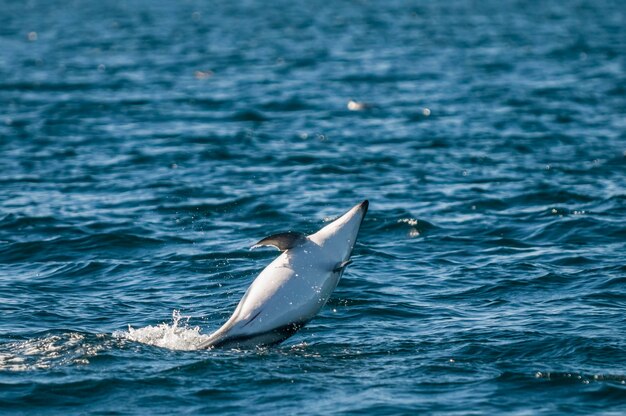 Dusky Dolphin saltando Penisola Valdes Patagonia Argemntina