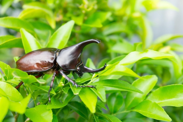 Dynastinae o scarabei rinoceronte Allomyrina dithotomus su albero