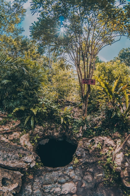 è il buco in un cenote nel mezzo della parte più forrest della natura