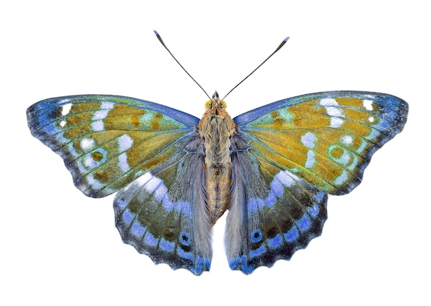 è raffigurata una farfalla con ali blu e gialle con la scritta farfalla sul davanti.