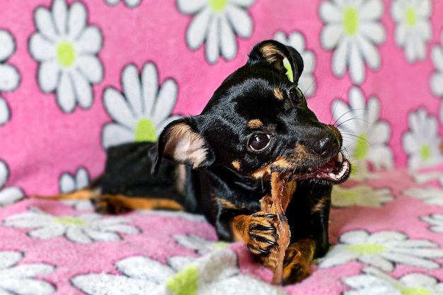 E un piccolo cane nero che rosicchia un osso