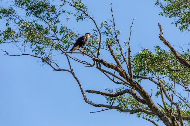 Eagle carcara (Caracara plancus) uccello in appoggio sul ramo di un albero secco.