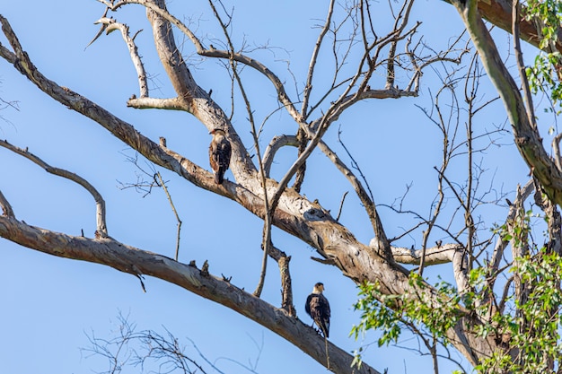 Eagle carcara (Caracara plancus) uccello in appoggio sul ramo di un albero secco.