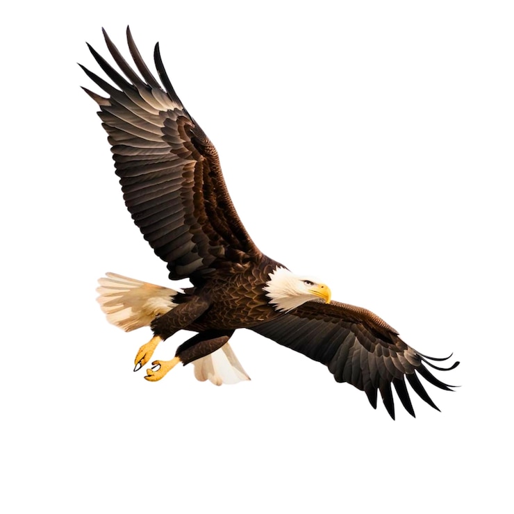 Photo eagle with wings outstretched in flight isolated on white background