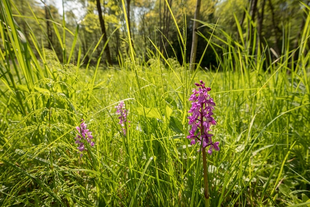 Early Purple Orchid - Orchis mascula in habitat naturale