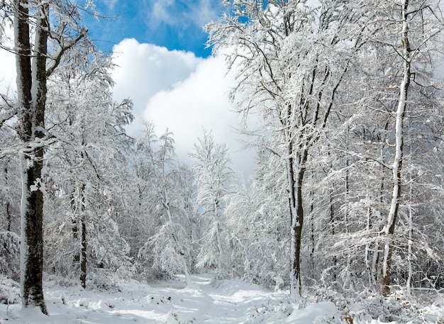 Earthroad invernale innevato attraverso la bellissima foresta innevata di montagna