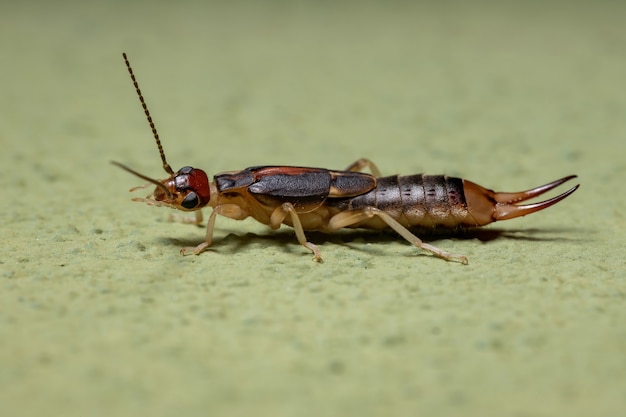 Earwig Shore adulto della specie Labidura riparia