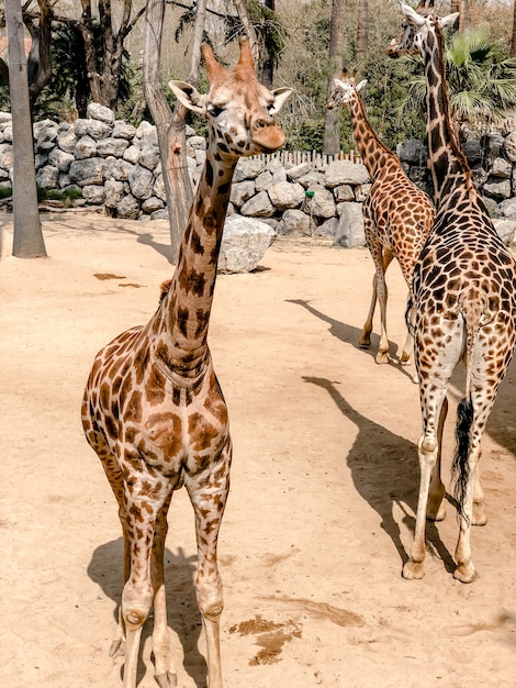 Eautiful giraffe in una grande gabbia all'aperto allo zoo. Fotografia di giraffe.