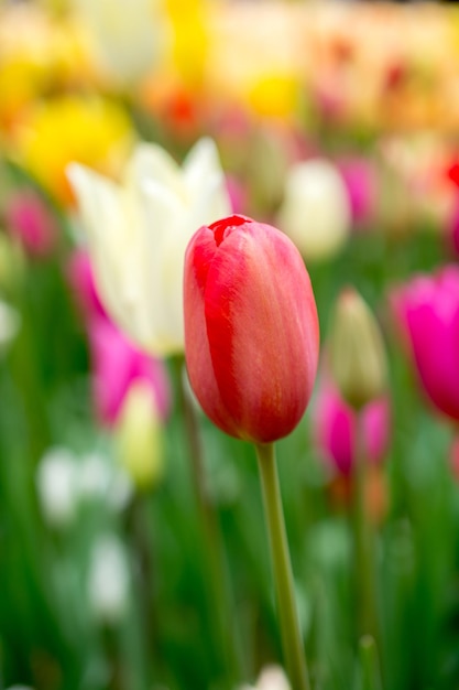Eccezionale fiore di tulipano colorato fiorisce nel giardino primaverile