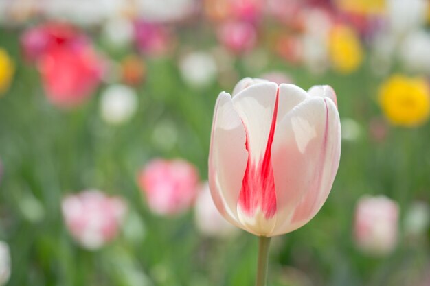 Eccezionale fiore di tulipano colorato fiorisce nel giardino primaverile