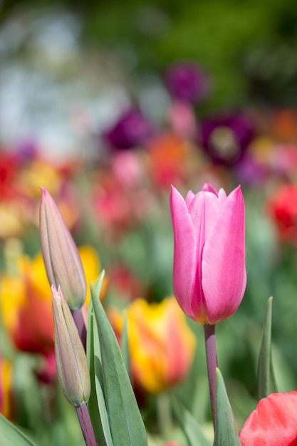 Eccezionale fiore di tulipano colorato fiorisce nel giardino primaverile