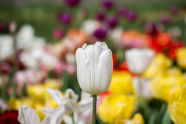 Eccezionale fiore di tulipano colorato fiorisce nel giardino primaverile