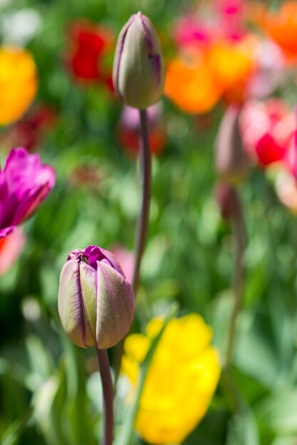 Eccezionale fiore di tulipano colorato fiorisce nel giardino primaverile