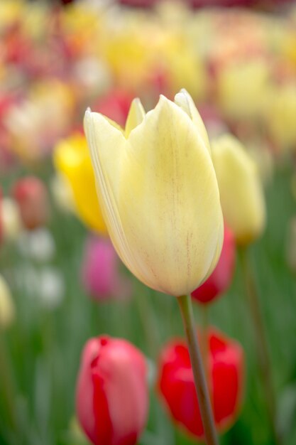 Eccezionale fioritura di fiori di tulipano colorati nel giardino primaverile