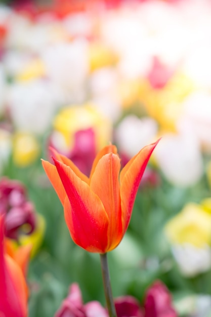 Eccezionale fioritura di fiori di tulipano colorati nel giardino primaverile