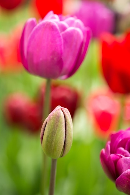 Eccezionale fioritura di fiori di tulipano colorati nel giardino primaverile