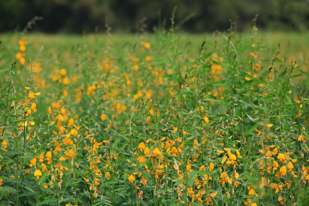 ecco il giardino fiorito