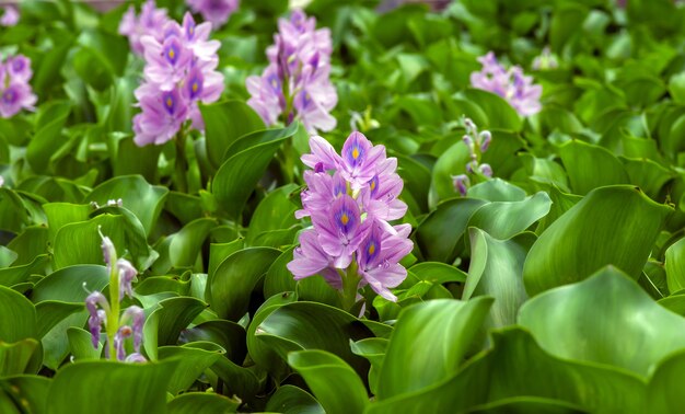 Eceng gondok, fiori di giacinto d'acqua (Eichhornia crassipes), fiore d'acqua