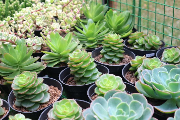 Echeveria elegans che è una pianta succulenta foglie sempreverdi ravvicinate e a forma di rosa che circonda un gambo rosa